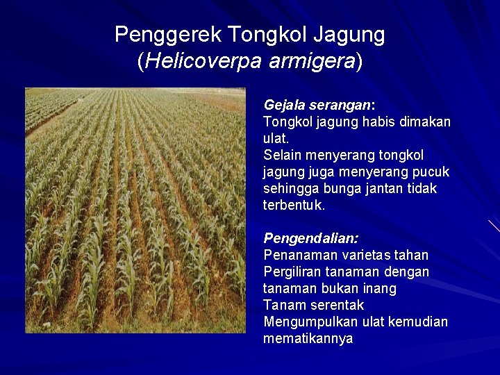Penggerek Tongkol Jagung (Helicoverpa armigera) Gejala serangan: Tongkol jagung habis dimakan ulat. Selain menyerang