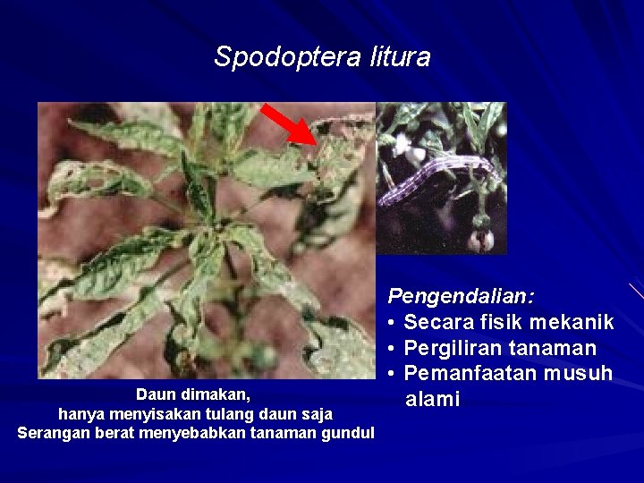 Spodoptera litura Daun dimakan, hanya menyisakan tulang daun saja Serangan berat menyebabkan tanaman gundul
