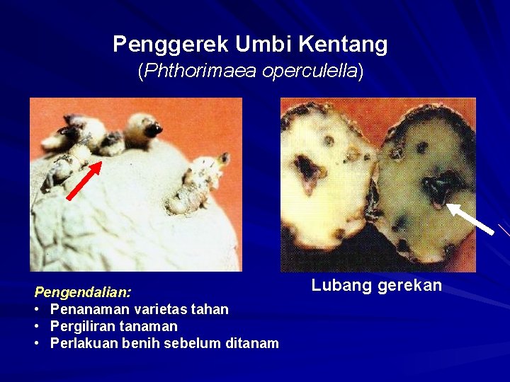 Penggerek Umbi Kentang (Phthorimaea operculella) Pengendalian: • Penanaman varietas tahan • Pergiliran tanaman •