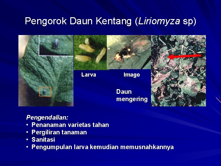Pengorok Daun Kentang (Liriomyza sp) Larva Imago Daun mengering Pengendalian: • Penanaman varietas tahan