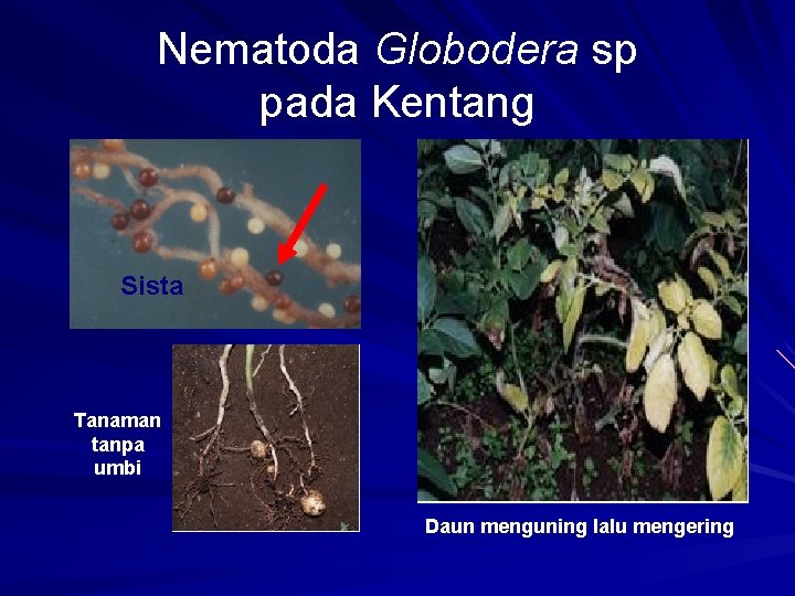 Nematoda Globodera sp pada Kentang Sista Tanaman tanpa umbi Daun menguning lalu mengering 