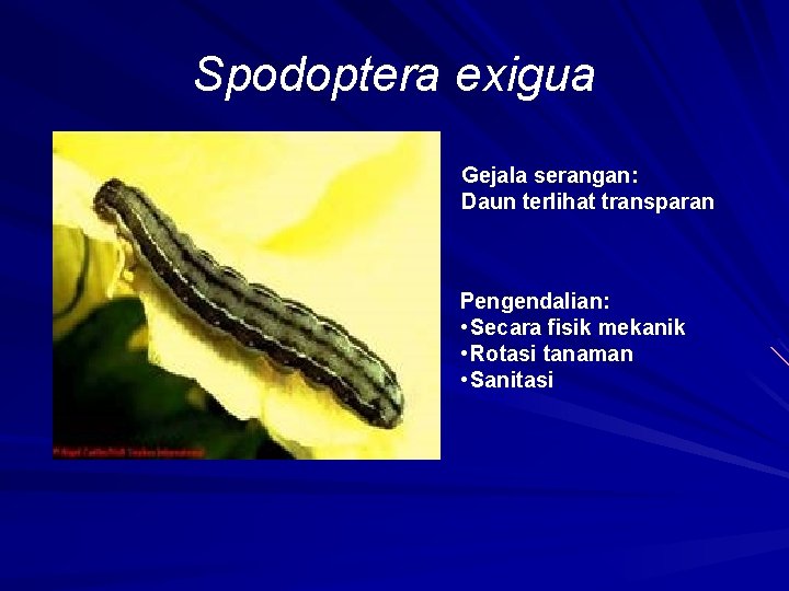Spodoptera exigua Gejala serangan: Daun terlihat transparan Pengendalian: • Secara fisik mekanik • Rotasi
