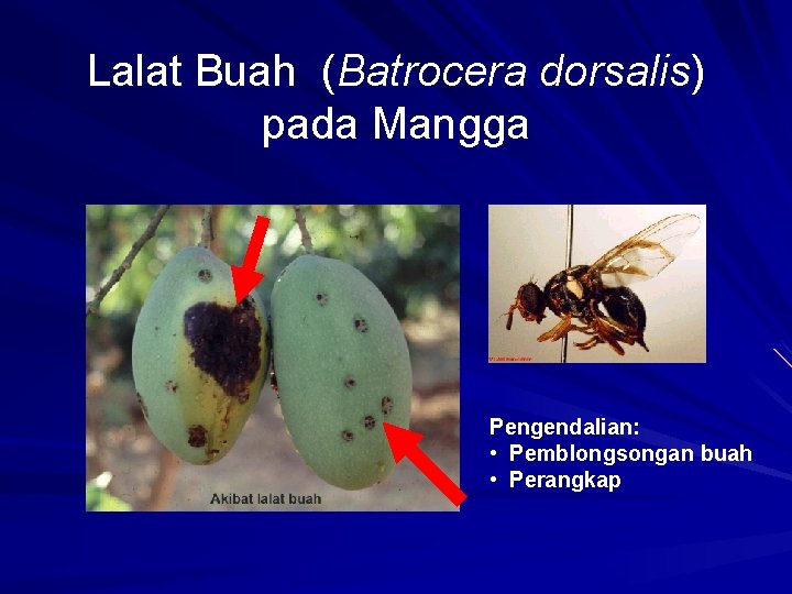 Lalat Buah (Batrocera dorsalis) pada Mangga Pengendalian: • Pemblongsongan buah • Perangkap 