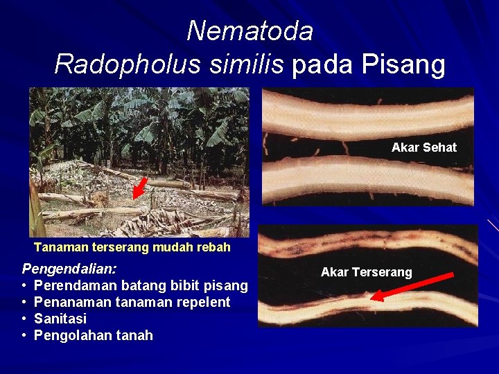Nematoda Radopholus similis pada Pisang Akar Sehat Tanaman terserang mudah rebah Pengendalian: • Perendaman