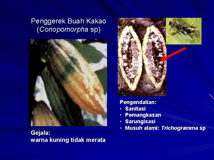 Penggerek Buah Kakao (Conopomorpha sp) Gejala: warna kuning tidak merata Pengendalian: • Sanitasi •