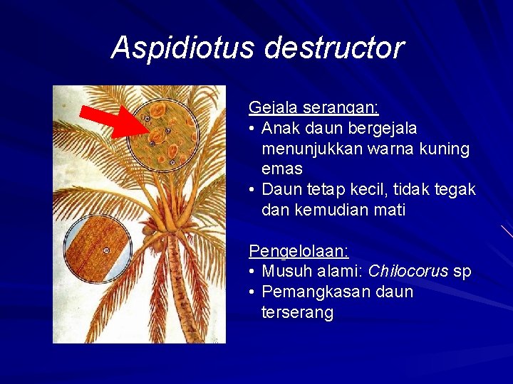 Aspidiotus destructor Gejala serangan: • Anak daun bergejala menunjukkan warna kuning emas • Daun
