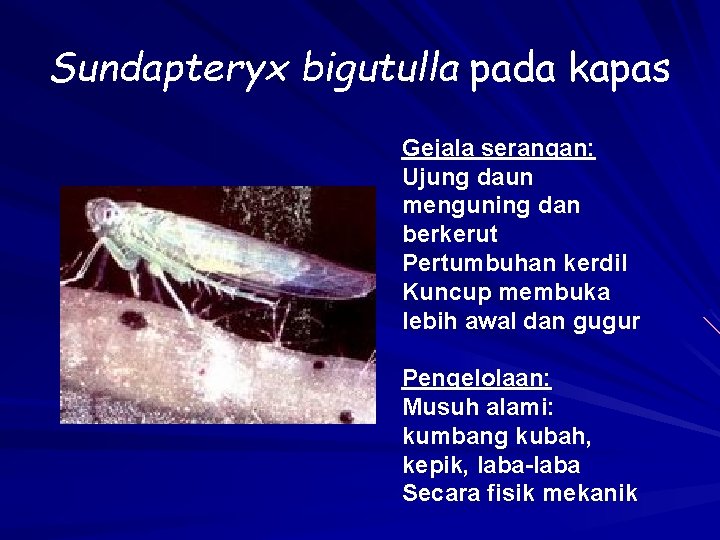 Sundapteryx bigutulla pada kapas Gejala serangan: Ujung daun menguning dan berkerut Pertumbuhan kerdil Kuncup