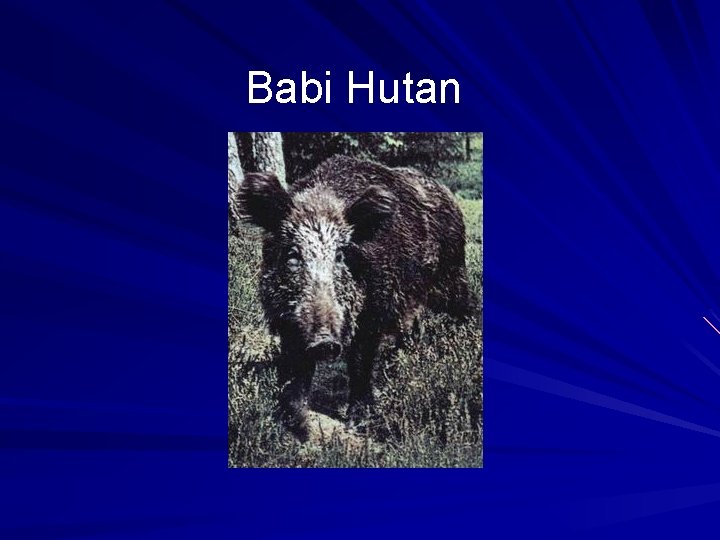 Babi Hutan 