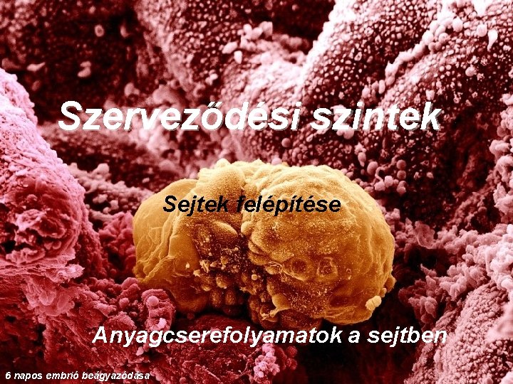 Szerveződési szintek Sejtek felépítése Anyagcserefolyamatok a sejtben 6 napos embrió beágyazódása 