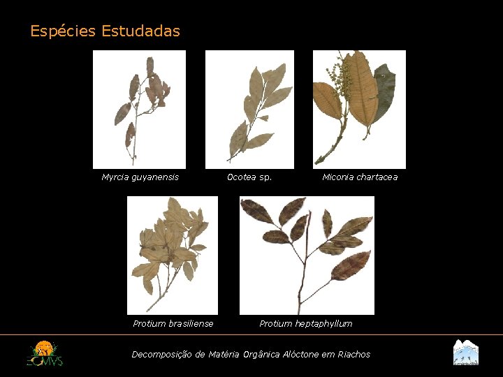 Espécies Estudadas Myrcia guyanensis Protium brasiliense Ocotea sp. Miconia chartacea Protium heptaphyllum Decomposição de