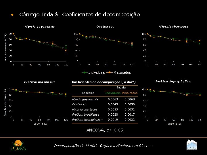  • Córrego Indaiá: Coeficientes de decomposição Myrcia guyanensis Protium brasiliense Ocotea sp. Coeficientes