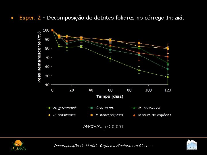  • Exper. 2 - Decomposição de detritos foliares no córrego Indaiá. ANCOVA, p