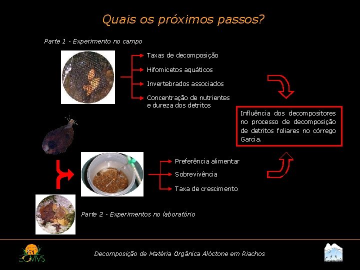 Quais os próximos passos? Parte 1 - Experimento no campo Taxas de decomposição Hifomicetos