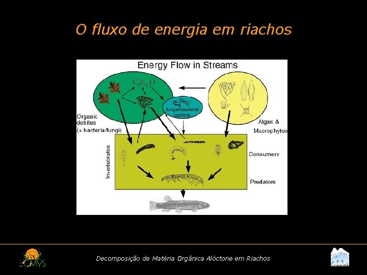 O fluxo de energia em riachos Decomposição de Matéria Orgânica Alóctone em Riachos 