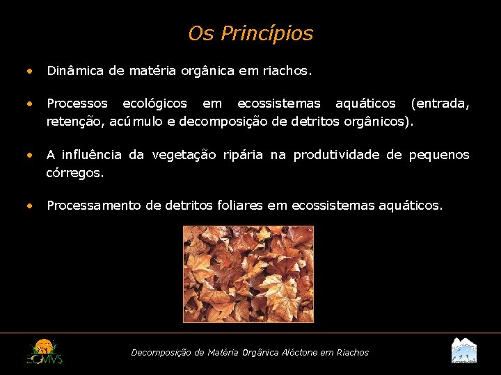 Os Princípios • Dinâmica de matéria orgânica em riachos. • Processos ecológicos em ecossistemas