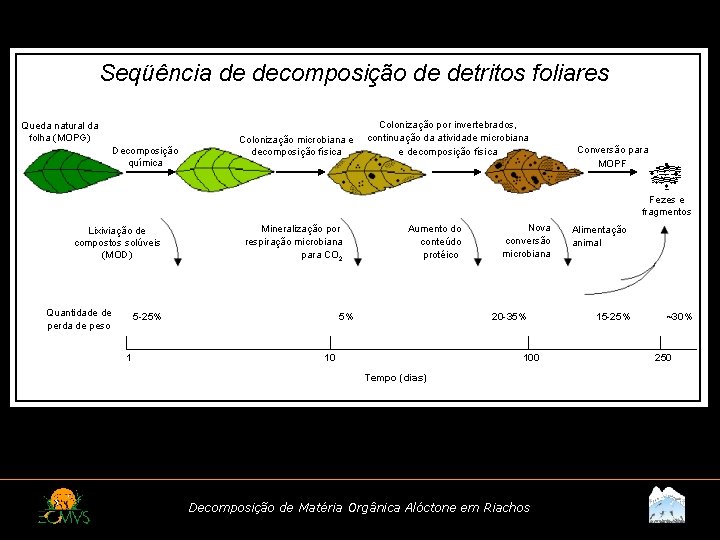 Seqüência de decomposição de detritos foliares Queda natural da folha (MOPG) Decomposição química Colonização
