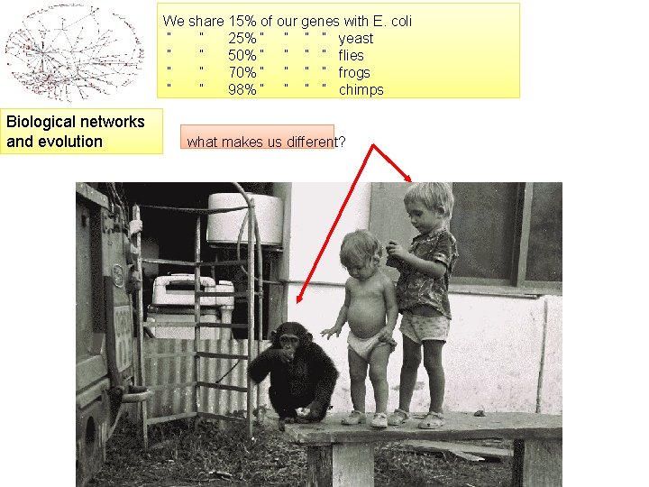 We share 15% of our genes with E. coli “ “ 25% “ “