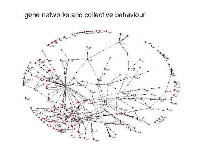 gene networks and collective behaviour 