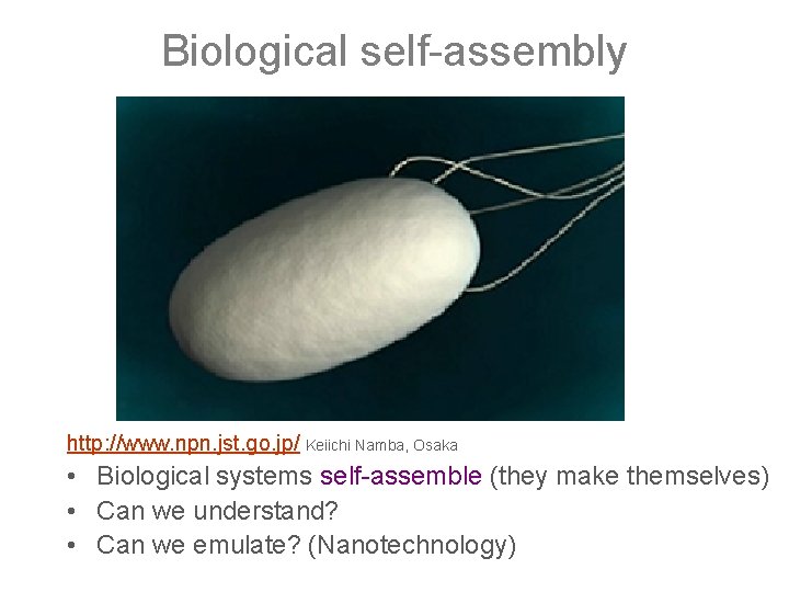 Biological self-assembly http: //www. npn. jst. go. jp/ Keiichi Namba, Osaka • Biological systems