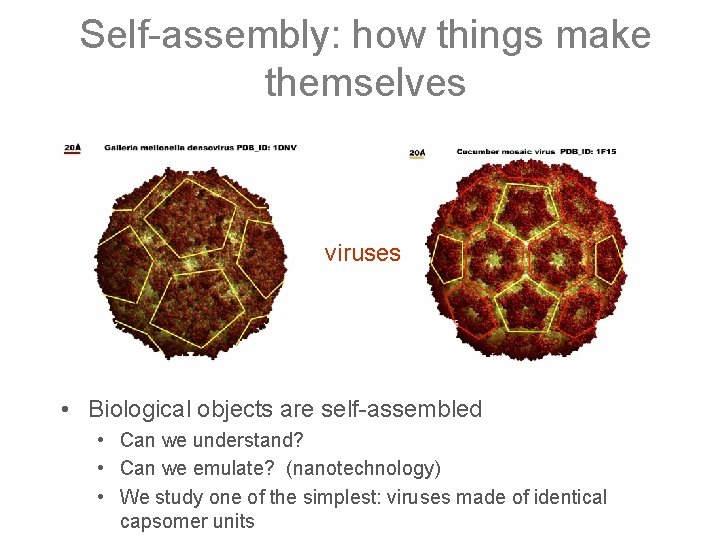 Self-assembly: how things make themselves viruses • Biological objects are self-assembled • Can we