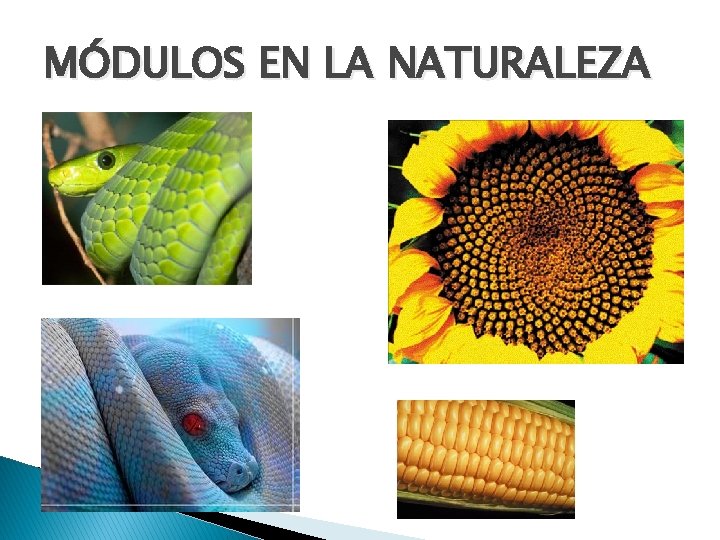 MÓDULOS EN LA NATURALEZA 