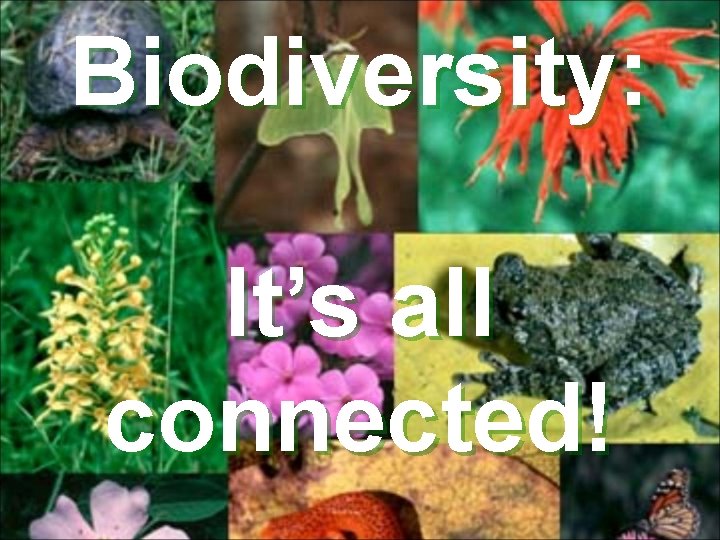 Biodiversity: It’s all connected! 