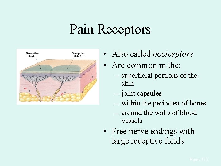 Pain Receptors • Also called nociceptors • Are common in the: – superficial portions