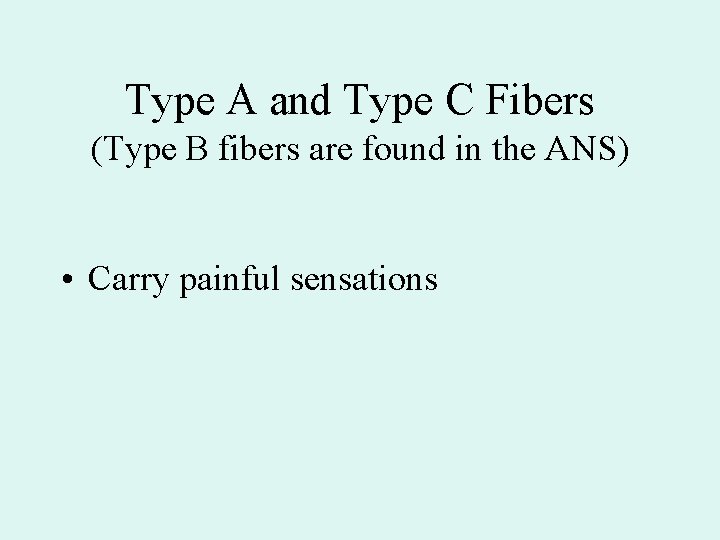 Type A and Type C Fibers (Type B fibers are found in the ANS)