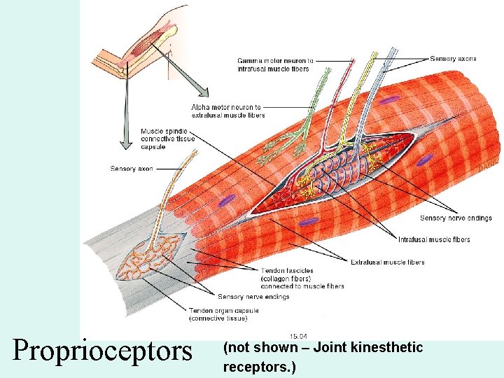 Proprioceptors (not shown – Joint kinesthetic receptors. ) 