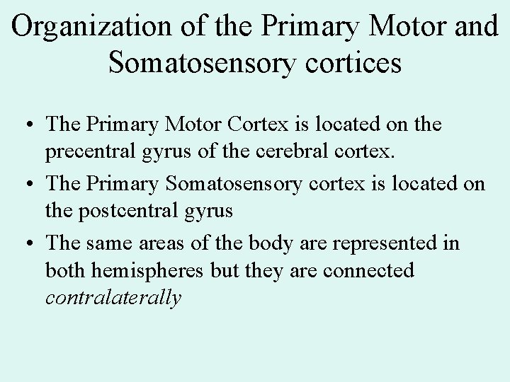 Organization of the Primary Motor and Somatosensory cortices • The Primary Motor Cortex is Organization of the Primary Motor and Somatosensory cortices • The Primary Motor Cortex is