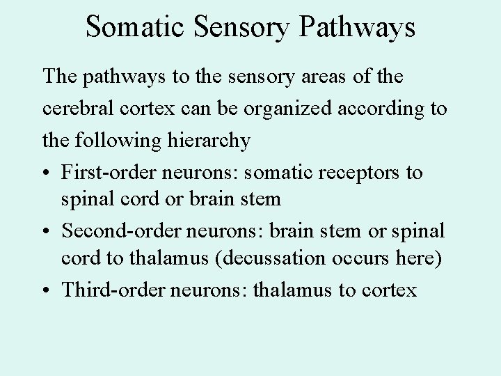 Somatic Sensory Pathways The pathways to the sensory areas of the cerebral cortex can