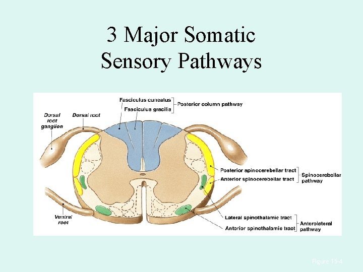 3 Major Somatic Sensory Pathways Figure 15– 4 