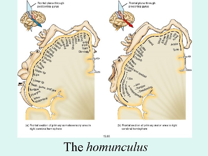 Fig. 15. 05 The homunculus 