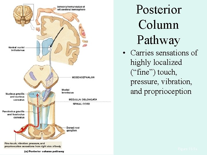 Posterior Column Pathway • Carries sensations of highly localized (“fine”) touch, pressure, vibration, and