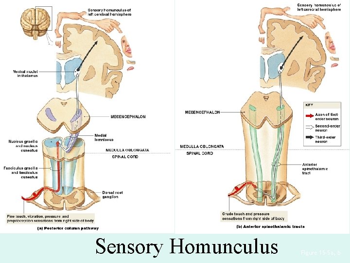 Sensory Homunculus Figure 15– 5 a, b 