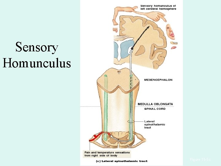 Sensory Homunculus Figure 15– 5 c 