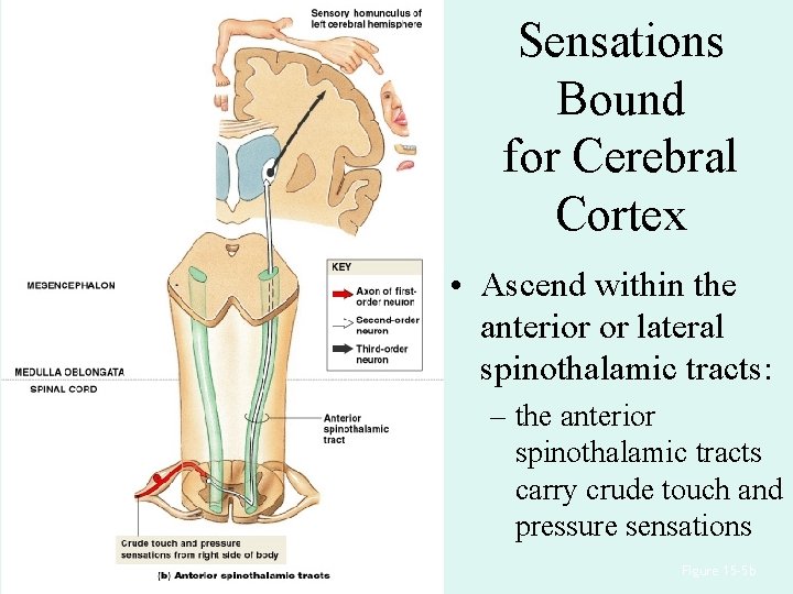 Sensations Bound for Cerebral Cortex • Ascend within the anterior or lateral spinothalamic tracts: