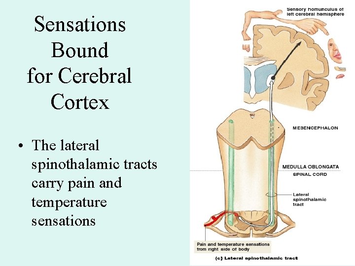 Sensations Bound for Cerebral Cortex • The lateral spinothalamic tracts carry pain and temperature