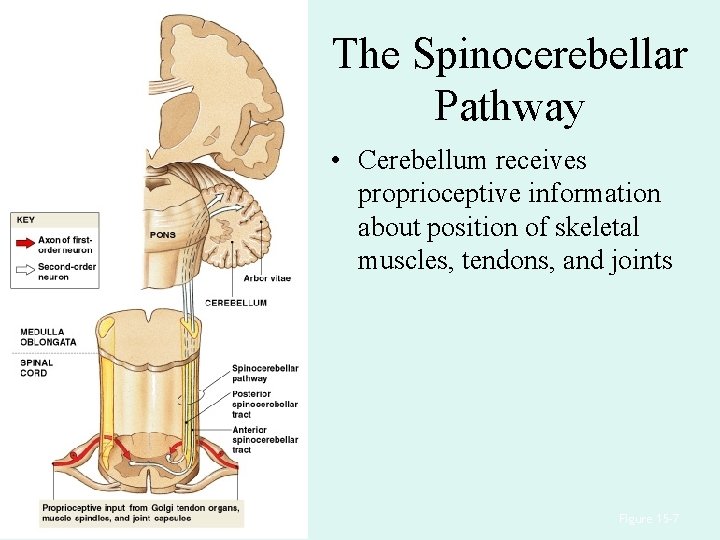 The Spinocerebellar Pathway • Cerebellum receives proprioceptive information about position of skeletal muscles, tendons,