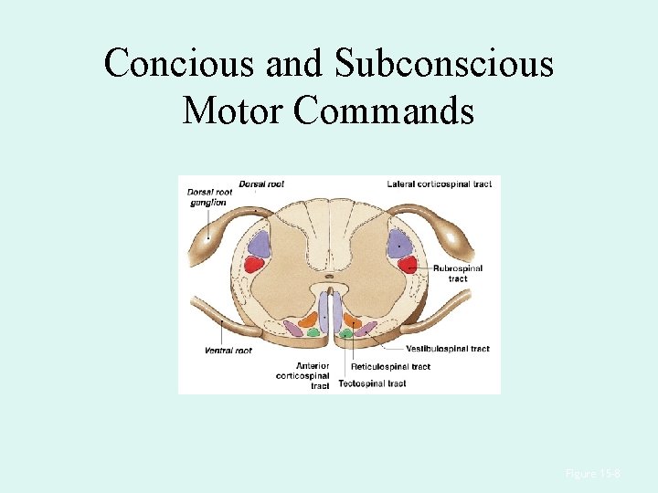 Concious and Subconscious Motor Commands Figure 15– 8 