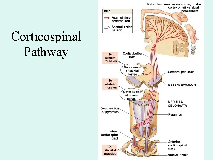 Corticospinal Pathway Figure 15– 9 