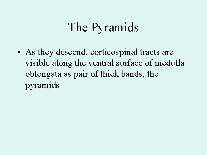 The Pyramids • As they descend, corticospinal tracts are visible along the ventral surface