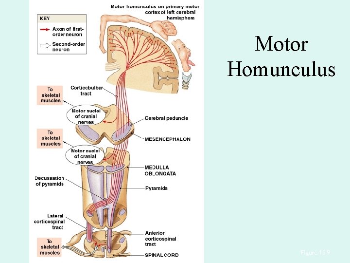 Motor Homunculus Figure 15– 9 