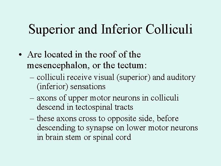 Superior and Inferior Colliculi • Are located in the roof of the mesencephalon, or