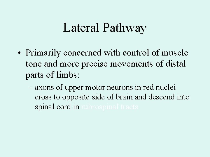 Lateral Pathway • Primarily concerned with control of muscle tone and more precise movements