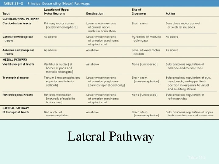 Lateral Pathway Table 15– 2 