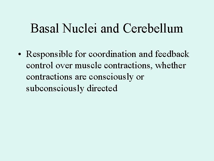 Basal Nuclei and Cerebellum • Responsible for coordination and feedback control over muscle contractions,