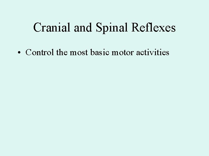 Cranial and Spinal Reflexes • Control the most basic motor activities 