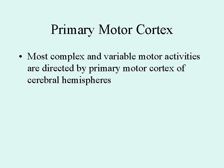 Primary Motor Cortex • Most complex and variable motor activities are directed by primary