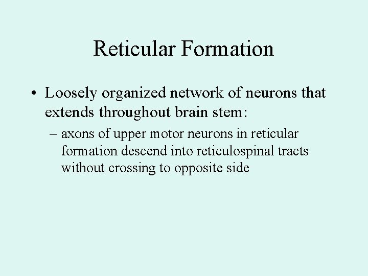 Reticular Formation • Loosely organized network of neurons that extends throughout brain stem: –
